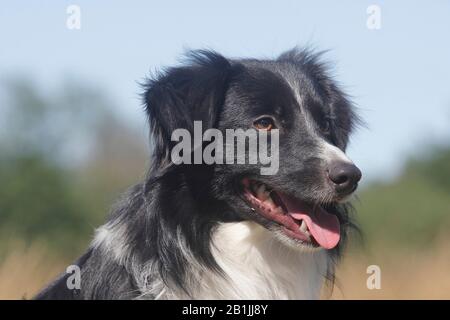 Australian Shepherd (Canis lupus f. familiaris), Miniatur-Australian Shepherd, männlicher Hund, zehn Monate, Porträt, Deutschland Stockfoto