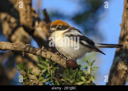 Woodchat Shrike (Lanius Senator) sitzt auf einem Zweig, Marokko Stockfoto