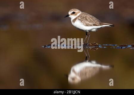 Kentish Plover (Charadrius alexandrinus), weibliche Bewaldung im Flachwasser, Seitenansicht, Spanien, Balearen, Mallorca Stockfoto