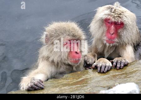 Japanische Makaque, Schneeraffe (Macaca fuscata), zwei Schneeräffen, die in einem heißen Frühling schlafen, Porträt, Japan, Nagano, Jigokudani Yaen Koen Stockfoto