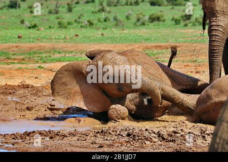 Afrikanischer Elefant (Loxodonta africana), Schladbad, Südafrika, Lowveld, Krueger-Nationalpark Stockfoto