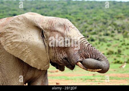 Afrikanischer Elefant (Loxodonta africana), Schladbad, Südafrika, Lowveld, Krueger-Nationalpark Stockfoto