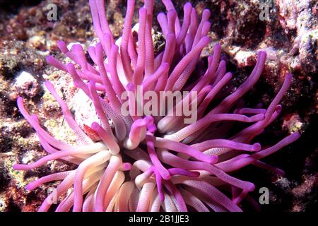 Riesiges karibisches Anemon, rosafarbenes Anemon, Kondy Anemon, atlantisches Anemon (Condylactis gigantea), Niederländische Antillen, Curacao Stockfoto