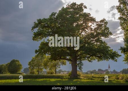 Gewöhnliche Eiche, Stieleiche, englische Eiche (Quercus robur. Quercus pedunculata), Eiche in Feldlandschaft, Deutschland, Bayern, Oberbayern, Oberbayern, Kirchamper Stockfoto