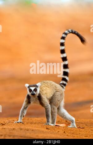 Ringschweinlemur (Lemur catta), auf sandigem Boden, Madagaskar Stockfoto