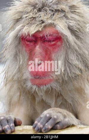 Japanische Makaque, Schneemaffe (Macaca fuscata), schlafend in einem heißen Frühling, Porträt, Japan, Nagano, Jigokudani Yaen Koen Stockfoto