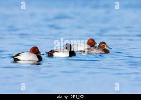 Weniger Schrecken (Aythya affinis), Schwimmen drake mit gewöhnlichen Schlafen, Frankreich Stockfoto