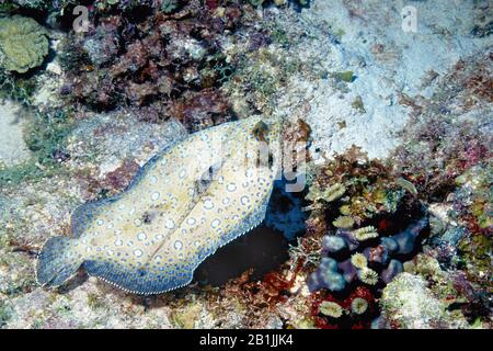 Pfauenflunder (Botus lunatus), Niederländische Antillen, Curacao Stockfoto