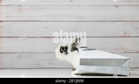 Nahaufnahme des süßen weißen Bunnys sitzt in silberfarbenem Papierbeutel. Geschenkkonzept, Ostern und Weihnachten Holliday Stockfoto