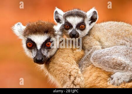 Ringschweinlemur (Lemur catta), Weibchen mit Jungtier auf dem Rücken, Madagaskar Stockfoto