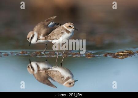 Kentish Plover (Charadrius alexandrinus), Paar, die im Flachwasser forschen, Spanien, Balearen, Mallorca Stockfoto