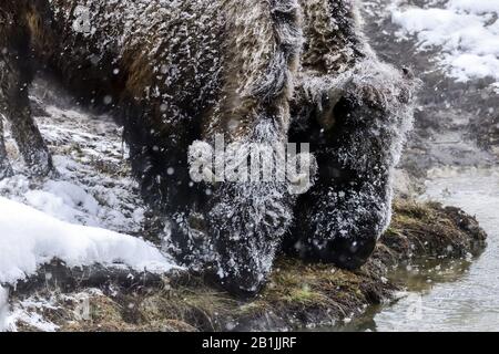 Amerikanischer Bison, Büffel (Bison Bison), Weibchen mit Kalb, USA, Wyoming, Yellowstone-Nationalpark Stockfoto