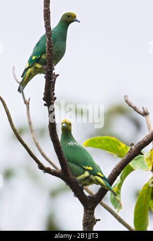 Silberschulterte Fruchttaube (Ptilinopus tannensis), in einem Baum gehütet, Vanuatu Stockfoto