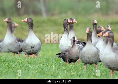 Weniger weiße Gänse (Anser erythropus), auf einer Wiese zwischen einer Truppe von Graugänsen, Deutschland Stockfoto