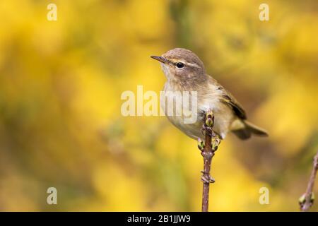 Chiffchaffe (Phylloscopus collybita), auf Forsythia, Deutschland, Baden-Württemberg Stockfoto