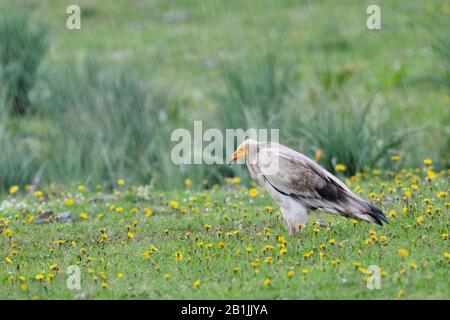 Ägyptischer Geier (Neophron percnopterus), im Tränenregen auf einer Löwenzahn Wiese, Seitenansicht, Spanien, Extremadura Stockfoto