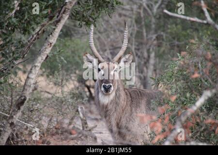 Kruger-Nationalpark. Buck mit männlichem Buck in den wilden Essblättern. Stockfoto