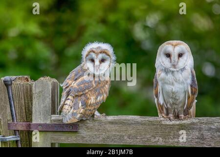 Baby Barn Owl und eine Erwachsene Frau auf einem Zaun, die auf die Kamera schaut ( Tyto Alba ) mit grünem Hintergrund. Süße flauschige Eule Stockfoto