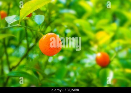 Sommer Hintergrund. Kumquat Obst im Sommergarten, in der Nähe. Fortunella japonica kumquats, cumquats Laub und orangefarbene Früchte auf kumquat Sommerbaum Stockfoto