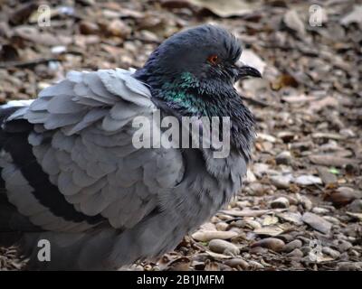 Nahaufnahme der flauschigen grauen Taube mit wunderschönen orangefarbenen Augen und schimmernden Nackenfedern, die im öffentlichen Park in Rom, Italien, sitzen. Tageslichtaufnahme. Stockfoto