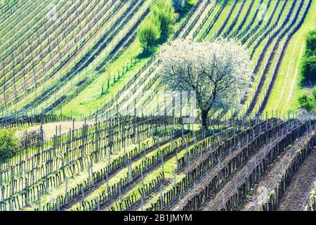 Wundervolle Frühlingslandschaft Mit Weißem, Blühendem Kirschbaum Zwischen Weinreihen In Südmähren, Tschechien Stockfoto