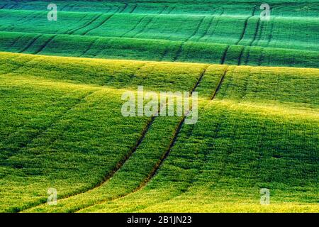 Grüne Weizenreihen und Wellen der landwirtschaftlichen Felder Südmährens, Tschechien. Kann wie Naturhintergrund oder Textur verwendet werden Stockfoto