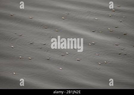 Anzahl der auf dem See schwimmenden Wasserstreifer, Wasserinsekten stehen auf dem Wasser. Stockfoto