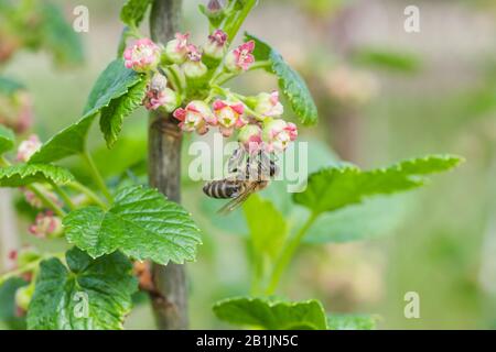 Gänseblümchen, Ribes uva-crispa blüht im Frühjahr. Blumenreiben grossularia schließen sich vor dem Hintergrund der Blätter. Äste und junge Triebe aus Obstsh Stockfoto