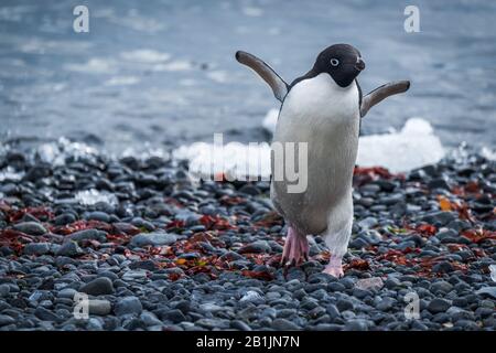 Adelie Pinguin, der vom Meer aus mit Schindel aufläuft Stockfoto