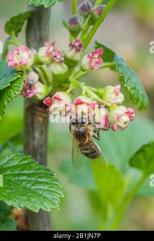 Gänseblümchen, Ribes uva-crispa blüht im Frühjahr. Blumenreiben grossularia schließen sich vor dem Hintergrund der Blätter. Äste und junge Triebe aus Obstsh Stockfoto