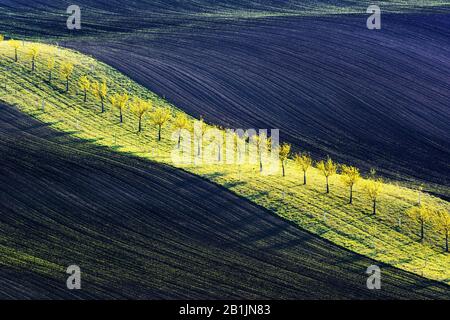 Ländliche Quelllandschaft mit farbigen Streifenhügeln und Baumgarten. Grüne und braune Wellen der Agrarfelder Südmährens, Tschechien Stockfoto