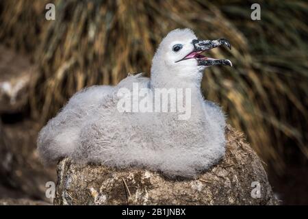 Schwarz gebräuntes Albatross-Küken, das Mutter aus dem Nest ruft Stockfoto