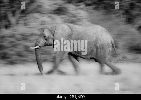 Ein Elefant geht von links nach rechts an Bäumen in der afrikanischen Savanne vorbei. Die langsame Verschlusszeit verwischt Beine und Hintergrund. Mit einem Ni aufgenommen Stockfoto