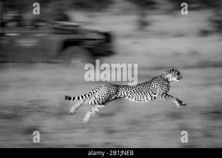 Ein Gepard läuft zusammen mit einem grünen Safari-Truck im Hintergrund. Es hat goldenes Fell, das mit schwarzen Flecken bedeckt ist, und seine Beine und der Hintergrund sind blu Stockfoto