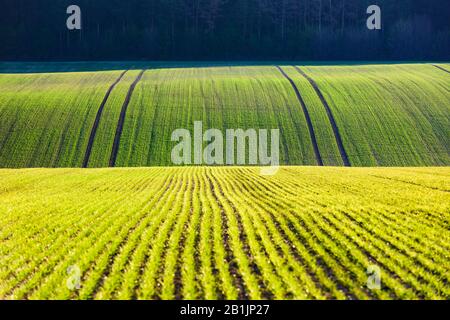 Grüne Weizenreihen und Wellen der landwirtschaftlichen Felder Südmährens, Tschechien. Kann wie Naturhintergrund oder Textur verwendet werden Stockfoto