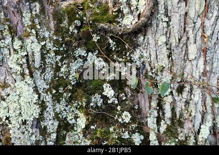 Wunderschönes grünes Moos-Wachstum auf Baumrindenholz aus nächster Nähe Stockfoto
