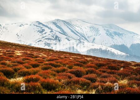 Blick auf die grasigen Hügel mit orangefarbenen Tussocks und verschneiten Bergen im Hintergrund. Dramatische Frühlingsszene. Landschaftsfotografie Stockfoto