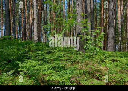 Saftiges grünes Waldgras und frische Blätter im Frühsommer im Wald. Stockfoto