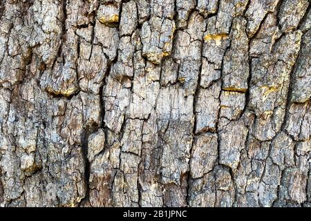 Nahaufnahme der dunklen Schatten auf der natürlichen Baumrinde Stockfoto