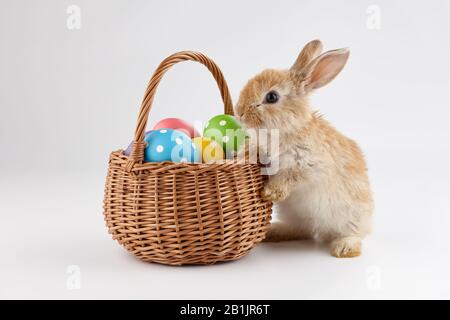 Osterhase Kaninchen mit Korb voller bunter Eier, Weihnachtskonzept Stockfoto
