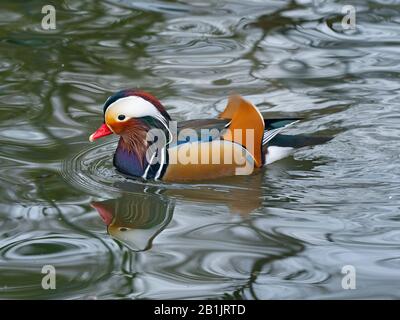 Porträt eines Mandarin Duck Axi sponsa Stockfoto
