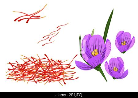 Safran und Krokus isoliert auf weißem Hintergrund. Getrocknete Safranfäden. Crocus Flower für Verpackungsdesign, Etikett, Banner, Poster, Icon.Vector Stock Vektor