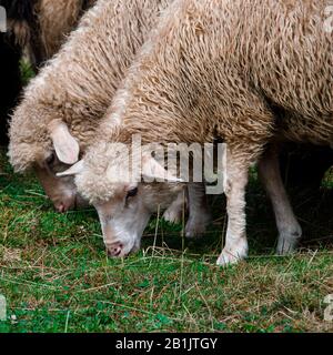 Eine Schafherde grast auf grünem Gras in den Bergen Stockfoto