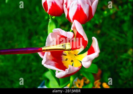 Rote und weiße Tulpe bei Sonnenschein. Ein roter Pinsel symbolisieren die kräftigen Farben der Natur. Stockfoto