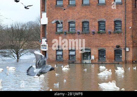 Worcester, Worcestershire, Großbritannien - Mittwoch, 26. Februar 2020 - Flood Water schneidet das exklusive Browns Riverside Restaurant ab, als die Überschwemmung Immobilien neben dem Fluss in Worcester trifft. Der Fluss Severn steigt im Gebiet von Worcester weiter an. Foto Steven May / Alamy Live News Stockfoto