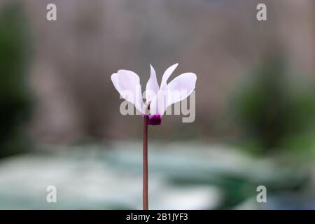 Cyclamen blüht in Rosa, Purpur und Weiß. In der frühen Winterblüte der Jerusalemer Wald, Satafarreservat. Dunkelgrüne Blätter. Isoliert durch verschwommenes Backgr Stockfoto