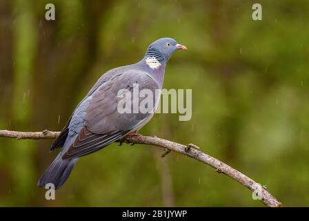 Woodpigeon - Columba Palumbus, schöne bunte Taube aus europäischen Wäldern, Hortobagy Natinal Park, Ungarn. Stockfoto