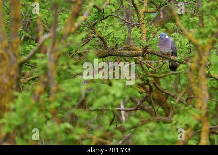 Woodpigeon - Columba Palumbus, schöne bunte Taube aus europäischen Wäldern, Hortobagy Natinal Park, Ungarn. Stockfoto
