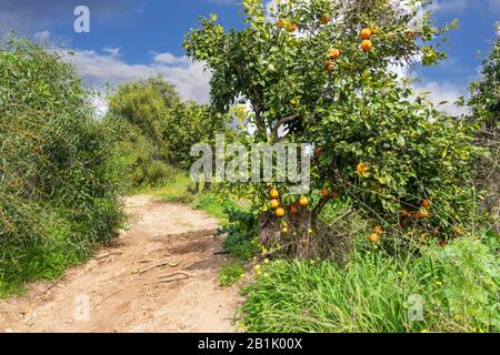 Zitrubaum mit reifen Orangen in der Nähe einer Landstraße gegen einen blauen Himmel mit Wolken. Israel Stockfoto