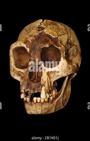 Homo floresiensis ('Flores man'; Spitzname 'hobbit') Stockfoto
